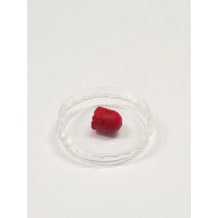 CollaOss Plug (이종골이식재)
